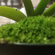 orchidspider