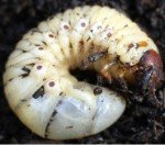 Ceramida (Melolontha papposa) Ceramida, Melolontha papposa, white grub of olive tree