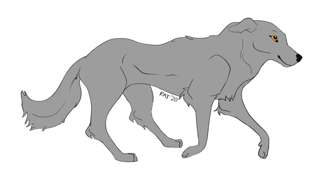 July-2020-wolfdog