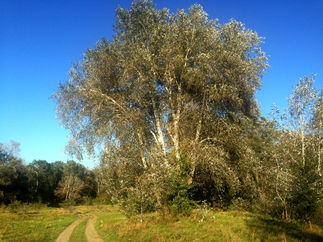 IMG-4137.jpg