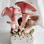 Blue Oyster