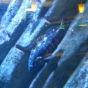 Aquarium