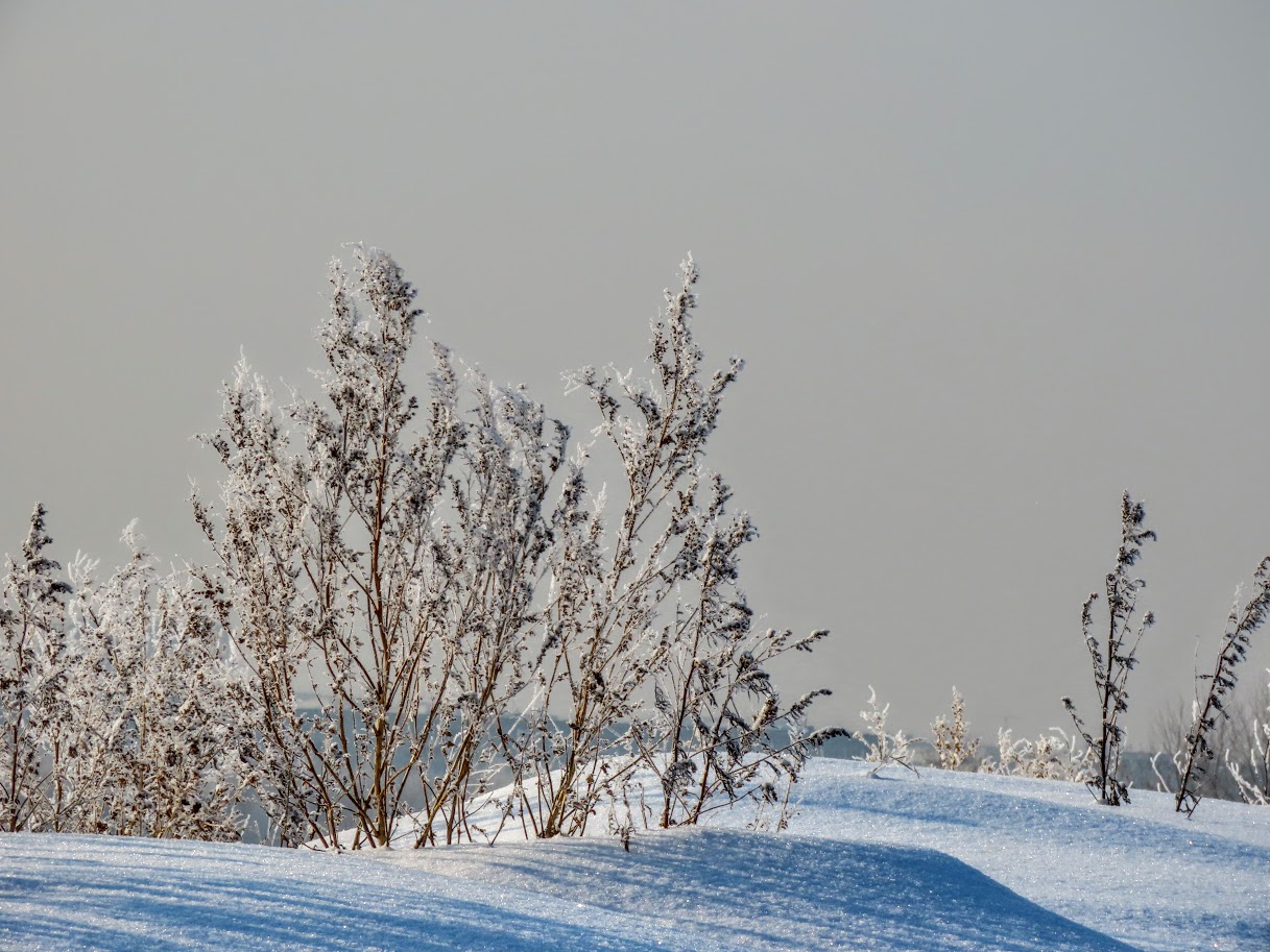иван саввич никитин зимняя ночь в деревне. снежная равнина белая луна. снег искрится на солнце. иван бражник (зимний свадебник). стихотворение иван саввич никитин зимняя ночь в деревне.