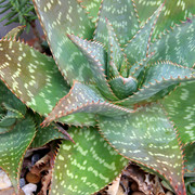 IMG-2324
