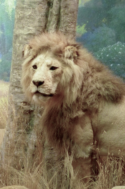 Lion.jpg