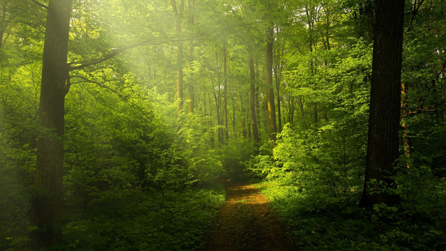 bosque