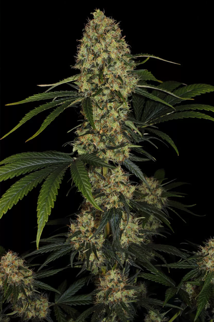 laamnesia