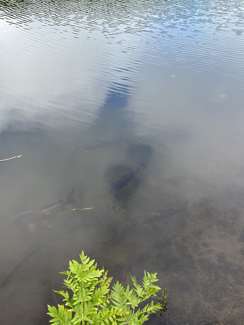 IMG-3621