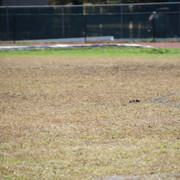 IMG-4038