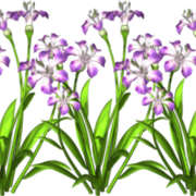 thflowers-009-1