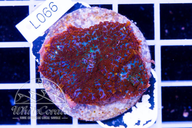 210908-148