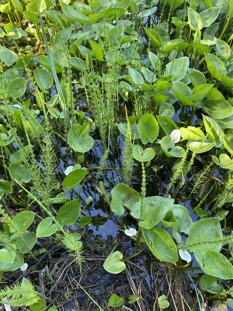 78-E6-F876-4-A51-406-F-A788-3-CF336-B53-