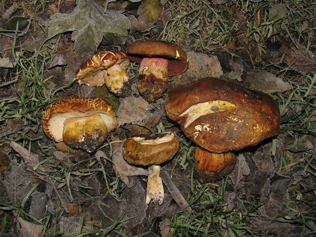 foto1