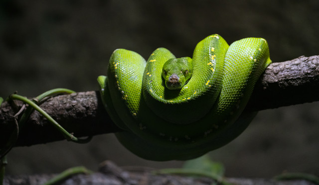 gr-ner-Python.jpg