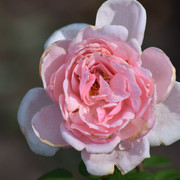 DSC 0315