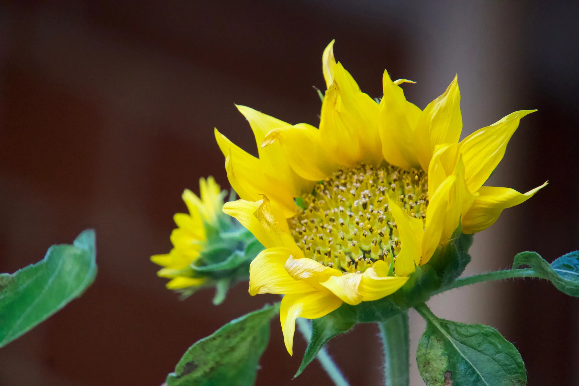 High quality Sun flower wallpaper by Vinay Reddy Sama from Pexels