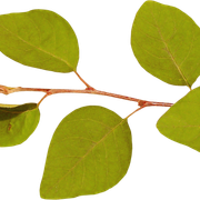 Leaves02