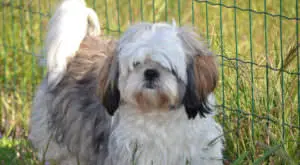 Enhancing Your Shih Tzu's Skin and Coat: An Easy Solution