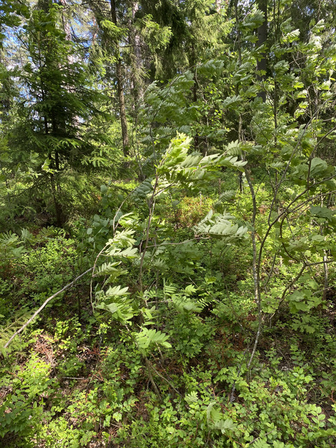 12-A5-ED76-95-F9-4560-AA6-F-44-CA3-E3-BB