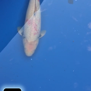 Screenshot 20260816 183408