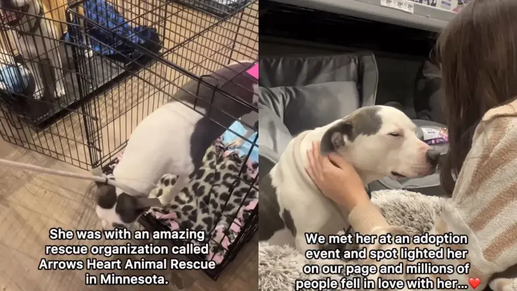 Shy Rescue Dog Finds Forever Friend