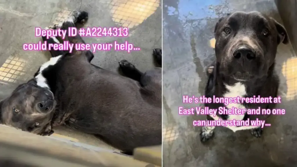 A Young Life Behind Bars: Shelter Dog's Long Wait for Forever Home