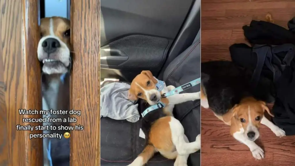 Rescue Dog Finds Joy After Lab Life