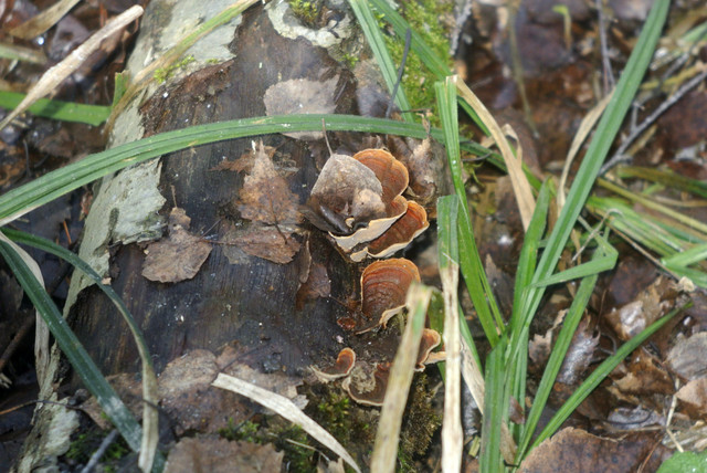 DSC8424-2.jpg