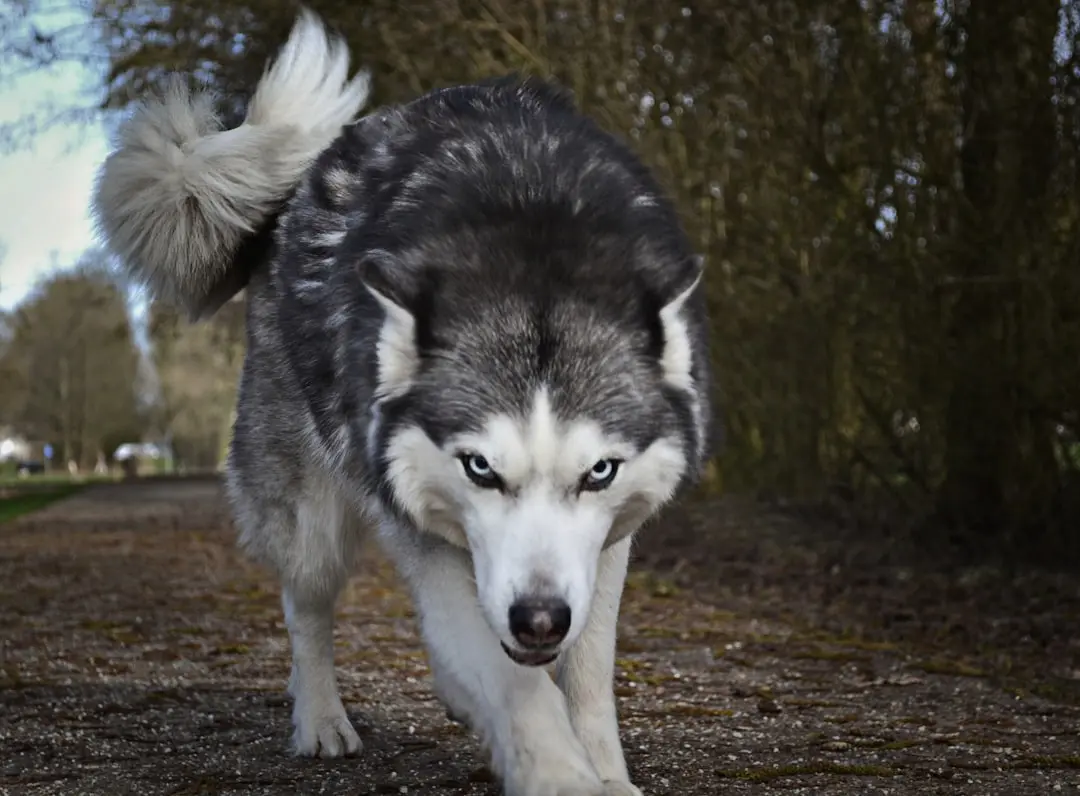 Woman Reunited with Stolen Husky After Two Years