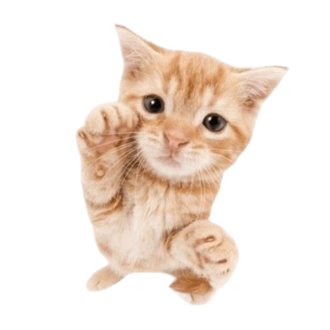 gato amasable
