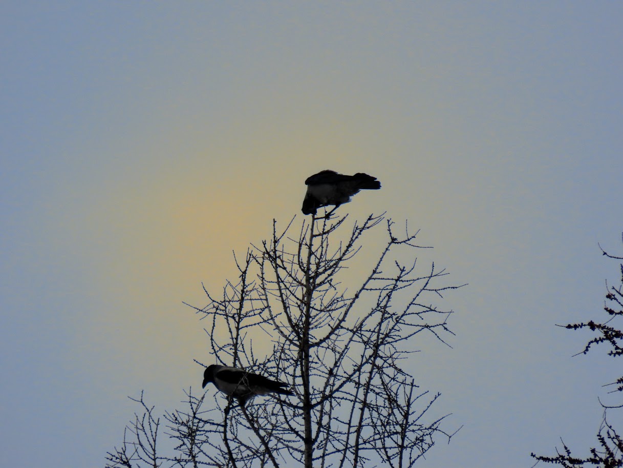 песня одиночество черный ворон