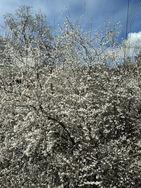 IMG-0111