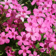IMG-8230