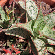 IMG-9086