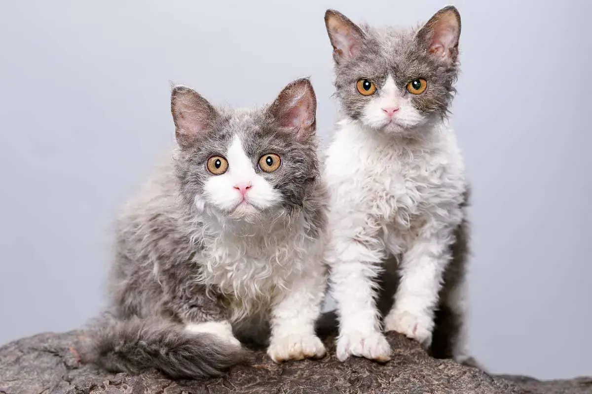 Rare Cat Breeds You May Not Know