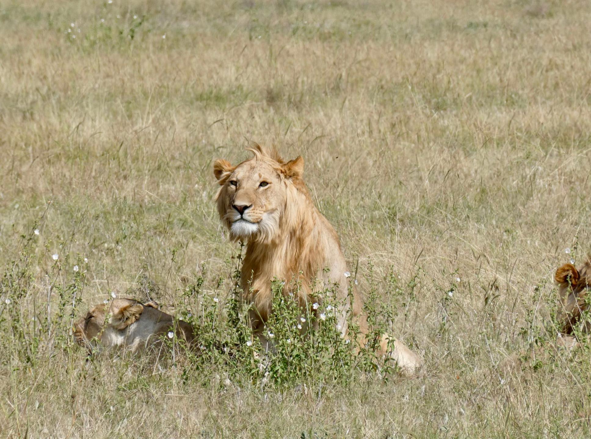 Mikumi National Park