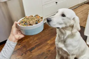 Choosing the Right Dog Food: A Guide for Pet Parents