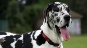 Unlock Your Great Dane's Best Skin and Coat with a Simple Solution