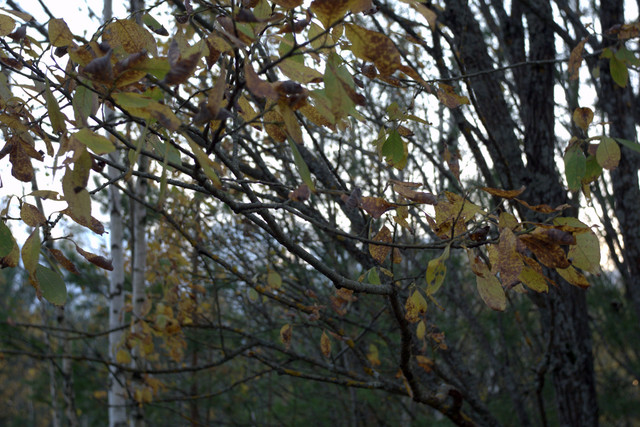 DSC7502-result.jpg