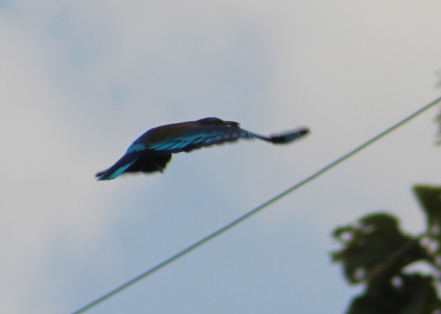 IMG 2910.jpg