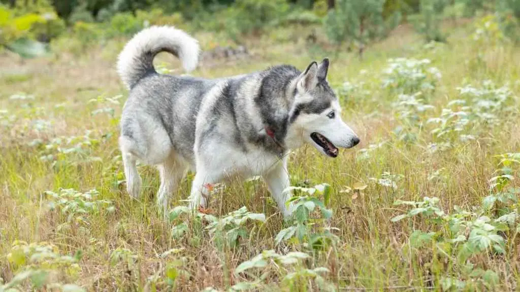 Senior Dog Rescued After Drone Search