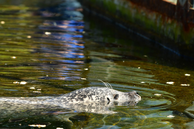 Harbor seal at Copenhagen Zoo