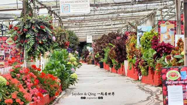 Big Red Strawberry Farm1.webp