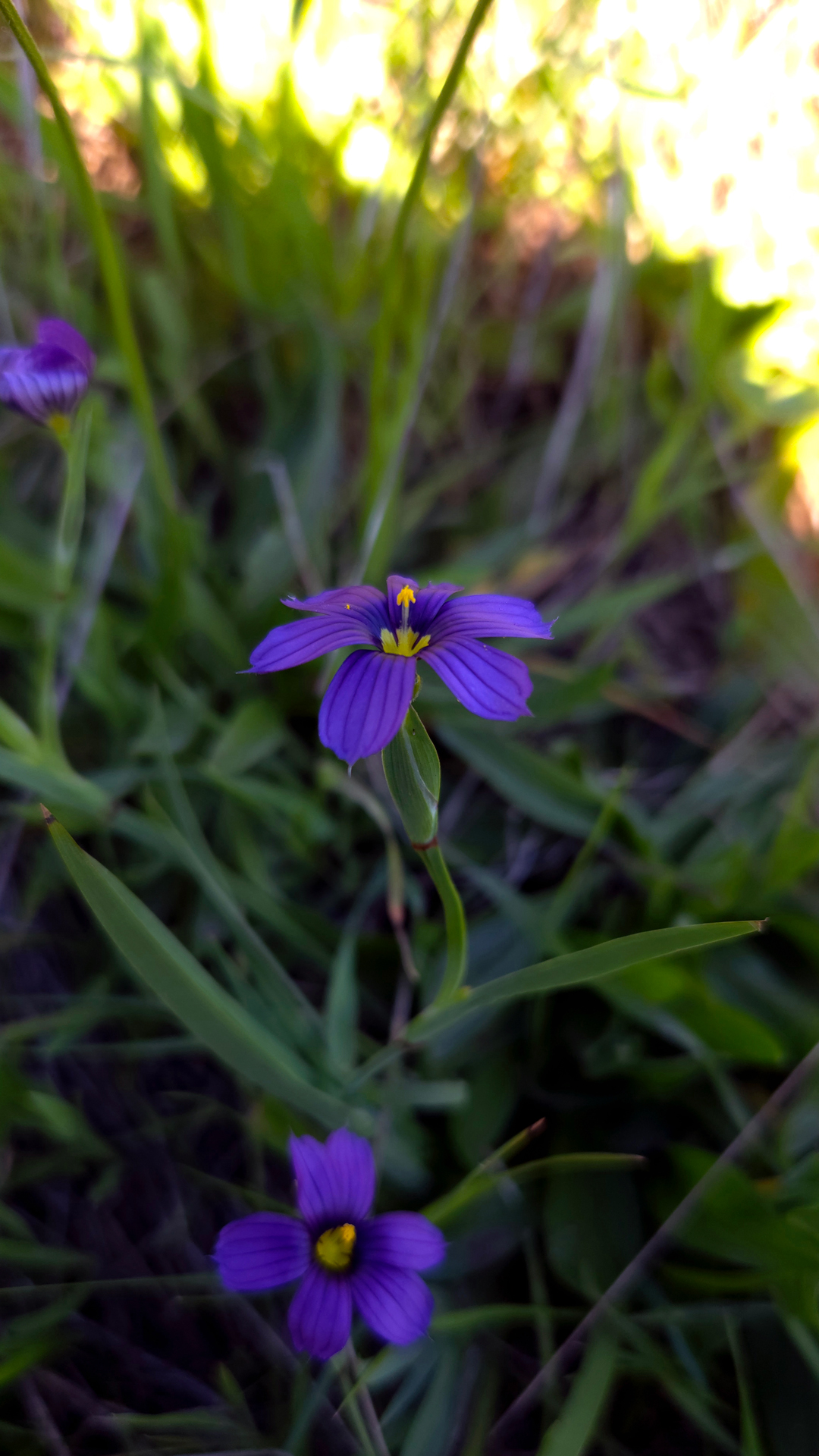 Blue-eye Grass