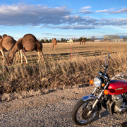 camels 2