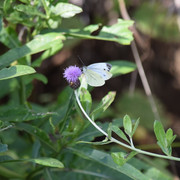 DSC-0852