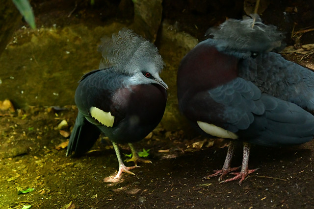 Victoria crowned pigeon at Copenhagen Zoo