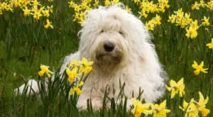 Simple Solution for Old English Sheepdog Skin and Coat Woes