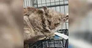 Stray Cat's Miraculous Recovery After Near Blindness from Mange
