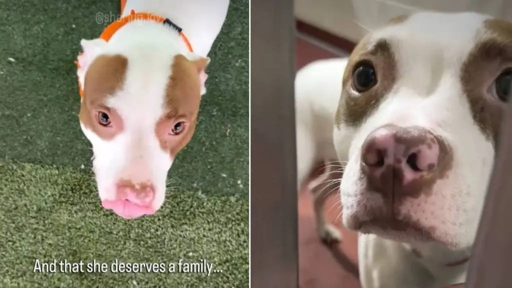 Shaking Shelter Dog Finds Forever Home in Heartwarming Adoption